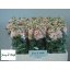 product/img.floraplaza.nl/LLEVMILS-LIVE_fotos-0xFFB23B3CB55DE086BC9776549460D3A699B230DE.jpg