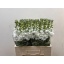 product/img.floraplaza.nl/LLEVPINL-LIVE_fotos-0x9E3F1A4EAB9BD9F4A59B63CB6BFA0ACDD1DB50C3.jpg