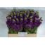 product/img.floraplaza.nl/LLEVPINL-LIVE_fotos-0xC59AA16D4B150F74CE06DD1AB837D3D214DB2332.jpg