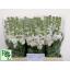 product/img.floraplaza.nl/LLEVPINL-LIVE_fotos-0xC766AB5956F1837C312755E88D3D9C18ED5C5519.jpg