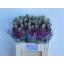 product/img.floraplaza.nl/LLEVPINL-LIVE_fotos-0xDF94A6F0F0C24575F0E2F364D2312ECB7B74D656.jpg