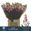 product/img.floraplaza.nl/LLEVSTOC-LIVE_fotos-0x2C3471834534C93DB06A8A4C7059589C282C6056.jpg