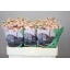 product/img.floraplaza.nl/LLEVSTOC-LIVE_fotos-0x4A8E3B3E829B1D7B2F4B5BF89ADD6D400EE5DC77.jpg