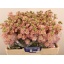product/img.floraplaza.nl/LLEVSTOC-LIVE_fotos-0x7982C48CCEB5CB10127BFBB0EE5F1DE07700CAF8.jpg