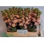 product/img.floraplaza.nl/LLEVSTOC-LIVE_fotos-0xE970F2A40474803645060D237548EA30C501D57E.jpg