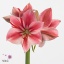 product/img.floraplaza.nl/LLHIPGER-ART_Fotos-VBN-vbn101933.jpg