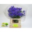 product/img.floraplaza.nl/LLIM6PIPW-LIVE_fotos-0x0B01E5334CED4150E0EE3CBAC27A8D8A9AF6A22D.jpg