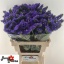 product/img.floraplaza.nl/LLIM6PIPW-LIVE_fotos-0x960B0E019A27CF646D4BF78E23661DD426D2F68A.jpg