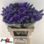 product/img.floraplaza.nl/LLIM6PIPW-LIVE_fotos-0xF78498625180CF4FE96A33F461470566E2843777.jpg