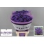 product/img.floraplaza.nl/LLIMACSUNB7-LIVE_fotos-0x9D7225A0503A81E811ADDF88A40A77500AB8263E.jpg