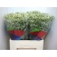product/img.floraplaza.nl/LLIMCHIW6-LIVE_fotos-0x28E239123B80A94B79D8F0683BB627CB390C3C65.jpg