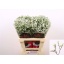 product/img.floraplaza.nl/LLIMCHIW6-LIVE_fotos-0x2CFB62186F52C93E1F5859F4656F4E6233FD6818.jpg