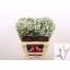 product/img.floraplaza.nl/LLIMCHIW6-LIVE_fotos-0x9B7B1FB9E07D01879531D48AFB3E2CD2347B3797.jpg