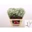 product/img.floraplaza.nl/LLIMCHIW6-LIVE_fotos-0xB13FCD43974D30F081F952BE8CFA38A376B9284B.jpg