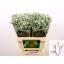 product/img.floraplaza.nl/LLIMCHIW6-LIVE_fotos-0xDB154CECF07578E035879B2DD1DBE65BC3D148D6.jpg