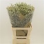 product/img.floraplaza.nl/LLIMCOOD7-LIVE_fotos-0x05A4942CD4E02BE4032F567C1B79458726B1EC02.jpg