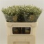 product/img.floraplaza.nl/LLIMCOOD7-LIVE_fotos-0x9FABAA3BB033893F909F92E4C42271ABCEDD3BC4.jpg