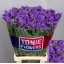 product/img.floraplaza.nl/LLIMCRDB8-LIVE_fotos-0x1AFA68FD66A2F468AFEB7E6894FD6516D93A32A9.jpg
