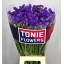 product/img.floraplaza.nl/LLIMCRDB8-LIVE_fotos-0x7BA8F7B6CDBA267B193396212E687E3A563608E6.jpg