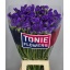 product/img.floraplaza.nl/LLIMCRDB8-LIVE_fotos-0x920CFF92A275017C25C624818893F04D451871DF.jpg