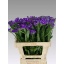product/img.floraplaza.nl/LLIMCRYDAB6-LIVE_fotos-0x25F74BD9B3C39D677587B140AF468309D9DDFB55.jpg