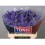 product/img.floraplaza.nl/LLIMCRYDAB6-LIVE_fotos-0x46D079417E6A9959CB26DEB986BD70BC86351769.jpg