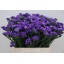 product/img.floraplaza.nl/LLIMCRYDAB6-LIVE_fotos-0x5BD761B3843DD1CE25688B4BEE8ABDD33DEB3080.jpg