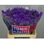 product/img.floraplaza.nl/LLIMCRYDAB6-LIVE_fotos-0x5ED7795FF57A0B3DFFD25233CF60BABBF235C82C.jpg