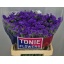 product/img.floraplaza.nl/LLIMCRYDAB6-LIVE_fotos-0x6474A80BDDE22CF0A903C8C59F3A1AA0613CA2B2.jpg