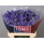 product/img.floraplaza.nl/LLIMCRYDAB6-LIVE_fotos-0x8BD7A93EF3802DC27DD1DA0DAAEAACABB771079C.jpg