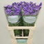 product/img.floraplaza.nl/LLIMCRYDAB6-LIVE_fotos-0x8CAC2A4A54A961CFE78BD67CD4B55DBEDD17AACA.jpg