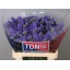 product/img.floraplaza.nl/LLIMCRYDAB6-LIVE_fotos-0xDD8C40050CB11128D816DE35967528BD6CA7B13F.jpg