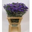 product/img.floraplaza.nl/LLIMCRYDAB6-LIVE_fotos-0xFD706D9AD3319EB23D294D86178D5F0F6B7C16DD.jpg