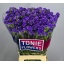 product/img.floraplaza.nl/LLIMCRYDAB7-LIVE_fotos-0x3A80E1EEF6D05C20C018A1594481E6B2415AFE75.jpg