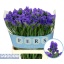 product/img.floraplaza.nl/LLIMCRYDAB7-LIVE_fotos-0x6C65B5D1B4AB3A51AD31CE4F451A01994691EFA9.jpg