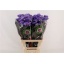 product/img.floraplaza.nl/LLIMDONB7-LIVE_fotos-0x0BA7CDD625E6EA8AD70FED14F319F23C93C52CE6.jpg