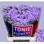 product/img.floraplaza.nl/LLIMDONB7-LIVE_fotos-0x22D37E450577227EBEE5B8566B9073A09FB29A84.jpg
