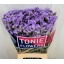 product/img.floraplaza.nl/LLIMDONB7-LIVE_fotos-0x4C49D6D5851A9A6FDCC06B11C020D6688CB2462A.jpg
