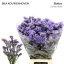 product/img.floraplaza.nl/LLIMDONB7-LIVE_fotos-0x5CF1A747BA4F9809F105CCB416C7BFF8C71CE076.jpg