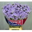 product/img.floraplaza.nl/LLIMDONB7-LIVE_fotos-0xB9E4454C026DBFC2BCAF3512AF3249975741129B.jpg