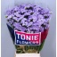 product/img.floraplaza.nl/LLIMDONB8-LIVE_fotos-0x1E796BC62EF88CEFD6EA40A544641DBBBF4F7173.jpg