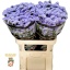 product/img.floraplaza.nl/LLIMDONB8-LIVE_fotos-0x9B7C891E416AEB1157169E51FC8953E3C58FFBC0.jpg