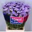 product/img.floraplaza.nl/LLIMDONB8-LIVE_fotos-0xC7B8ECB7EC420A97EF0F48F90BF31CB022EBB537.jpg