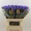 product/img.floraplaza.nl/LLIMLEVW7-LIVE_fotos-0x9F8E44C51D77FB2D6726AF8E06E3841787FB30F3.jpg