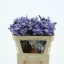 product/img.floraplaza.nl/LLIMLILSUNB7-LIVE_fotos-0xB3EA4A92A24653B5C96A1ACD4940F2F039CEFBB6.jpg