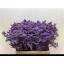product/img.floraplaza.nl/LLIMMAIB6-LIVE_fotos-0x046796B2A62ECCD91A30E166280EA7624A4CA1C9.jpg