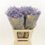 product/img.floraplaza.nl/LLIMMAIB6-LIVE_fotos-0x70D348FB4CB74C89924B660E34632BFB0FC8DB4C.jpg