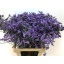 product/img.floraplaza.nl/LLIMMAIB6-LIVE_fotos-0xF21103E2B1C36371E91FC2FCAE945882AE4938A6.jpg