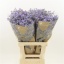 product/img.floraplaza.nl/LLIMMAIB7-LIVE_fotos-0xA74DA3B39031D8FC2B4E17C5D618FD57A22D3BB7.jpg