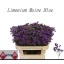 product/img.floraplaza.nl/LLIMMAIB7-LIVE_fotos-0xECFBA6F39FE00CCF1C7DE638EA4399FAFDD8394E.jpg